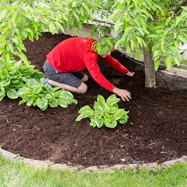 mulch installation can help prevent soil erosion and runoff by providing a protective layer over the soil